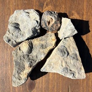 Natural Fossil Rock Collection